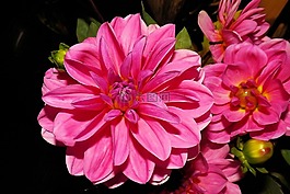 大麗花,芽,花花園