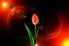 郁金香,花,背景