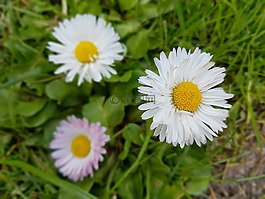 雛菊,春,鮮花