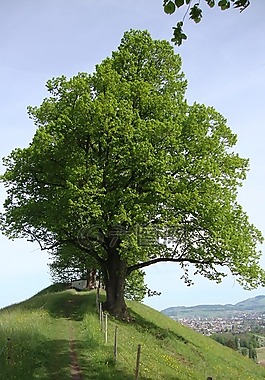 朝圣之旅,jakobsweg,樹