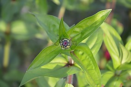 花蕾,按鈕,葉子