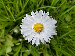 雛菊,春,鮮花