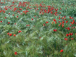 小麥,罌粟,klatschmohn