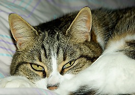 貓,貓科動物,國內(nèi)動物