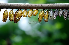 繭蝴蝶,幼蟲,蝴蝶
