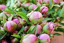 牡丹,花,开花
