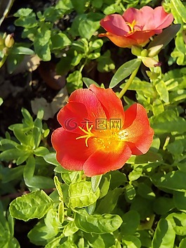 马齿苋,开花马齿苋,花