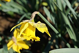 黄水仙,花,黄色