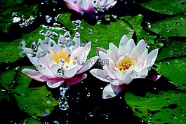 睡莲,水,滴