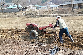 分蘗,花園里去,農(nóng)業(yè)