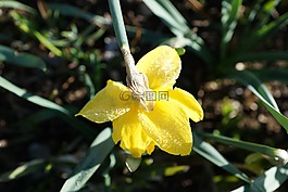 黄水仙,花,黄色