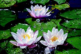 睡蓮,一滴水,水生植物