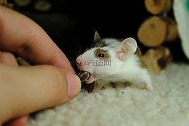 動物,嚙齒類動物,鼠標