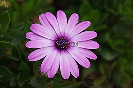 植物,花,太陽菊