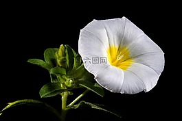牽?；?花,盛開