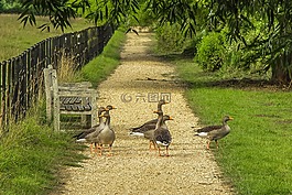 鵝,大自然,公園