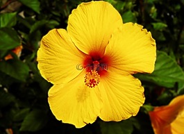 花,黃色,花園