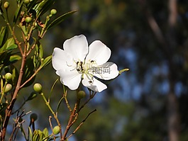 鮮花,性質(zhì),生活
