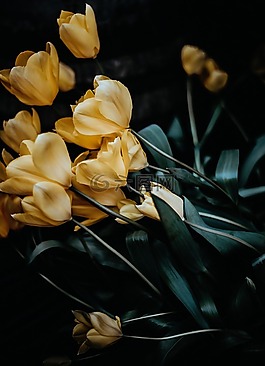 自然,植物,鮮花