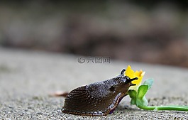 蝸牛,蛞蝓,軟體動(dòng)物