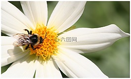 蜜蜂,親愛的,花卉