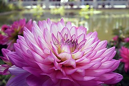 鮮花,菊花,宏