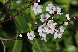 蘋果,花,春