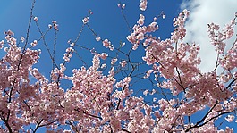 鮮花,天空,性質(zhì)