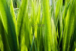 草,halme,模糊