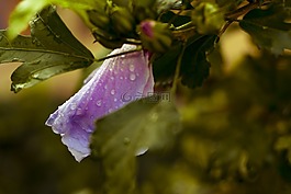 花,雨點(diǎn),紫色
