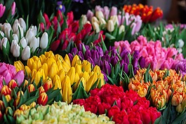自然,鮮花,花瓣