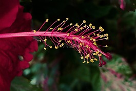紅芙蓉,雌蕊,花