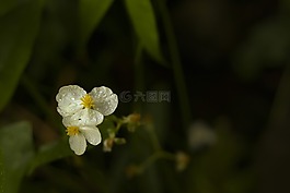花,雨點,紫色