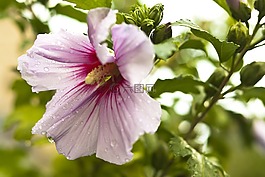 花,雨點,紫色