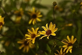 花,雨點(diǎn),紫色