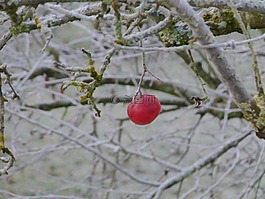 蘋果,冬天,雪