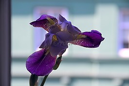 花,虹膜,紫