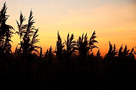 余輝,日落,蘆葦