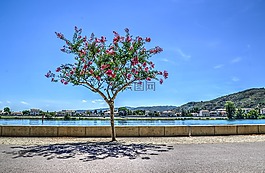 樹,大道,路