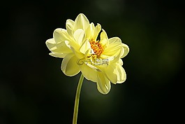 嬌琴紗,黃色,開花