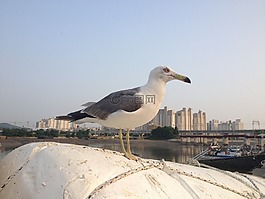 海鷗,海灘,新增功能