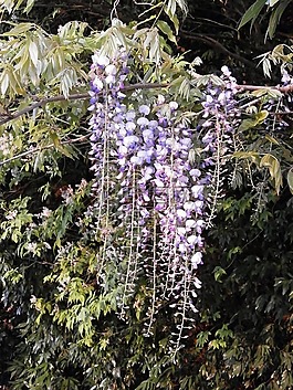 紫藤,春天的花朵,森林