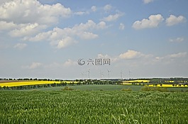 字段,報告,油菜