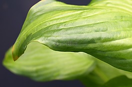 葉子,綠色,廠