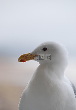 鳥,自然,野生動物