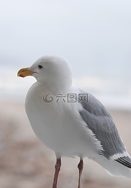 鳥,自然,野生動(dòng)物