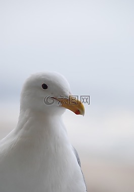 鳥(niǎo),自然,野生動(dòng)物