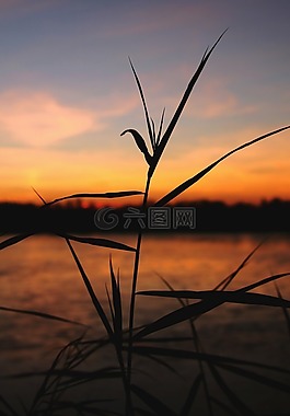 余輝,日落,蘆葦
