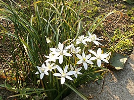 ornisogaram ウンベラタム,白色的花,春天的花朵