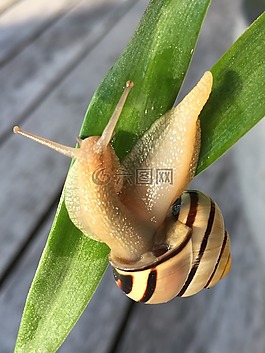 蝸牛,動物,殼
